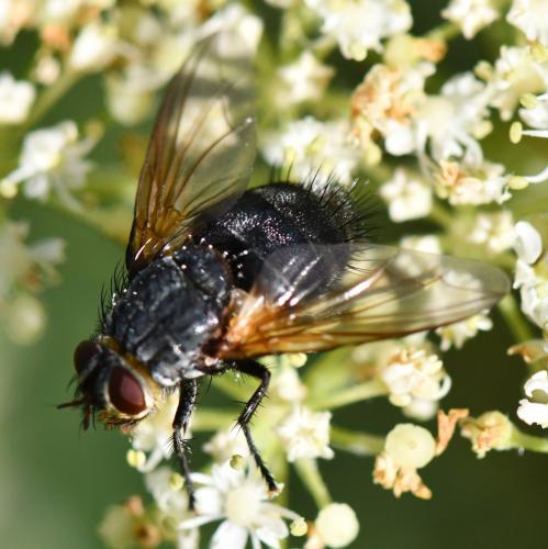 Réf. 272 419 : Nemoraea pellucida
